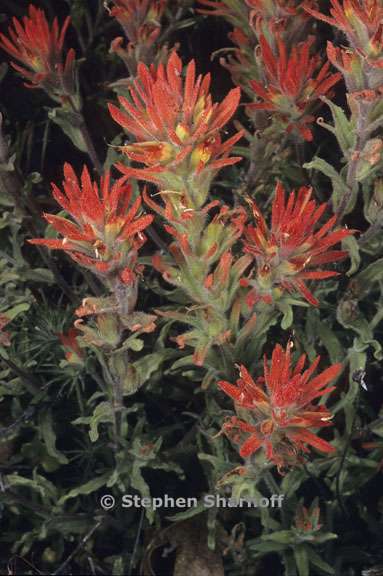 castilleja applegatei ssp pinetorum 3 graphic